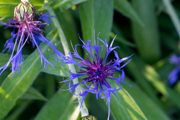 Centaurea montana perennial cornflower flower macro