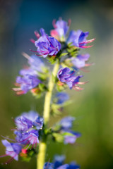 Echium vulgare -  viper's bugloss,  blueweed flowers macro