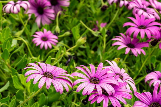 Purple osteopermum African daisies blooming flowers.