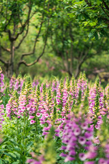 Fototapeta premium Rehmannia glutinosa in full Pink