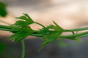 Fototapeta premium Parthenocissus spring leaves macro