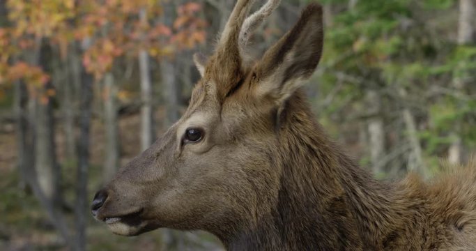 Deer in autumn - hunting season - ears perk up - close up on face