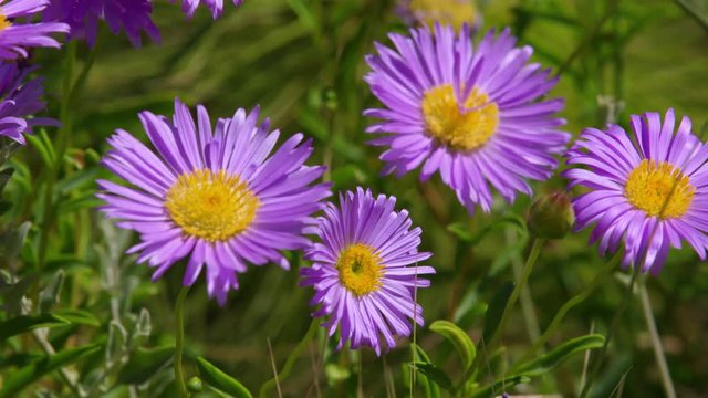 A medium shot of a purple flower.