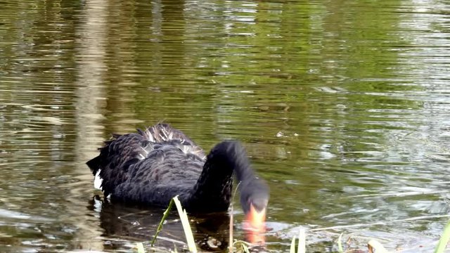 A flock of black swan swims in the summer on the mirror surface of the pond in the park in search of food. Birds in the wild nature.