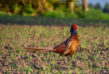 Imposing pose of a pheasant rooster in the sunset
