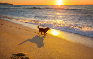 Dog on the beach