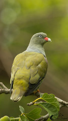 African Green-Pigeon