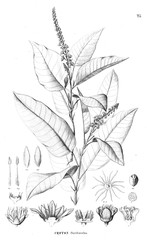 Illustration of plant