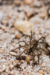 Spider