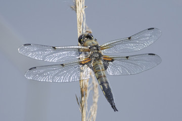 Four-spotted chaser (Libellula quadrimaculata)