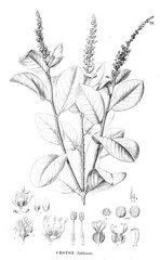 Illustration of plant