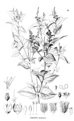 Fototapeta premium Illustration of plant