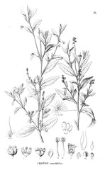 Naklejka premium Illustration of plant