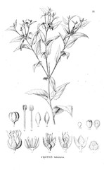 Illustration of plant