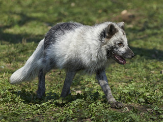 Fototapeta premium Arctic fox (Vulpes lagopus)