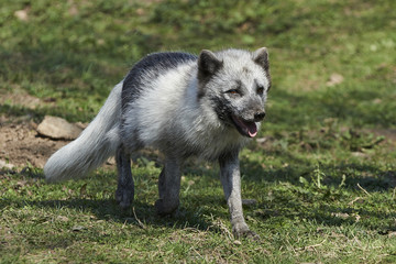 Arctic fox (Vulpes lagopus)