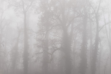 Eerie autumn scenery in the forest, with colorful foliage and mist