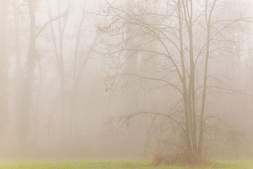 Mystique autumn scenery in the forest, with colorful foliage and fog