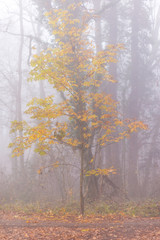 Obraz premium Eerie autumn scenery in the forest, with colorful foliage and mist