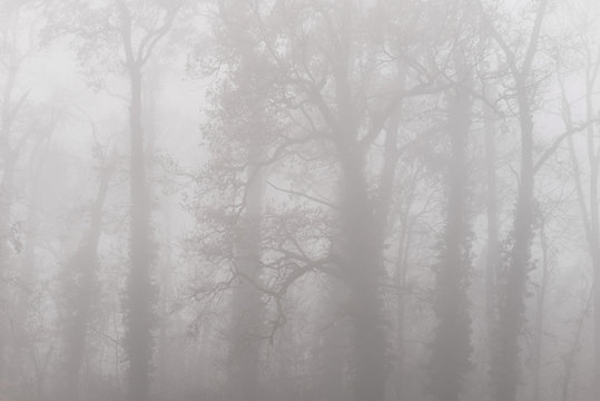 Fototapeta Eerie autumn scenery in the forest, with colorful foliage and mist