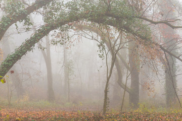 Autumn foliage and mist in a beautiful forest in the morning