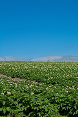 白い花が満開のジャガイモ畑と青空