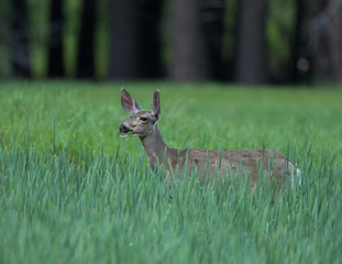 Mule Deer