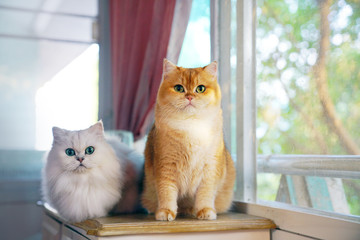Two cats are lovers.