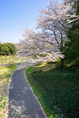 Fototapeta na wymiar Cherry blossom season in Showa Kinen Koen at Kyoto,Japan.