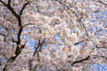 Cherry blossom season in Showa Kinen Koen at Kyoto,Japan.