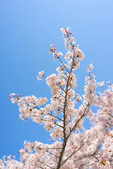 Cherry blossom season in Showa Kinen Koen at Kyoto,Japan.