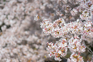 Cherry blossom season in Showa Kinen Koen at Kyoto,Japan.