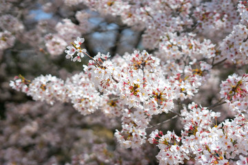 Fototapeta premium Cherry blossom season in Showa Kinen Koen at Kyoto,Japan.