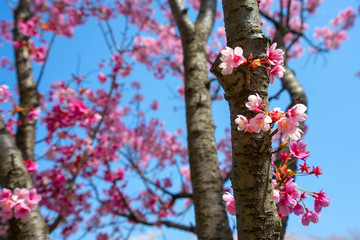 Cherry blossom season in Showa Kinen Koen at Kyoto,Japan.