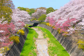 Cherry blossom season in Showa Kinen Koen at Kyoto,Japan.