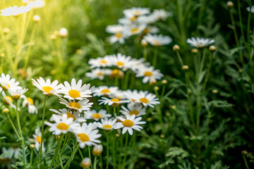 Field of white flowers