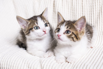 Fototapeta na wymiar young kittens