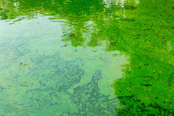 Fototapeta premium green water pond tropical lake, ecology of algae in swamp.