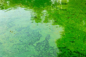 Tuinposter green water pond tropical lake, ecology of algae in swamp. © Quality Stock Arts