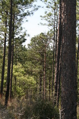 Obraz premium Tall Trees