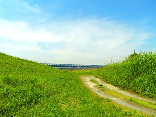 初夏の江戸川河川敷風景
