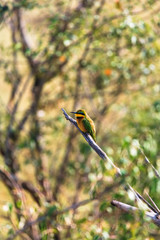 Little bee-eater on the tree. Masai Mara, Kenya