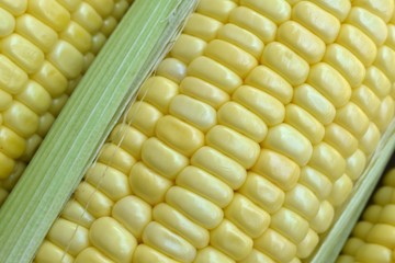 Sweet corn ears background