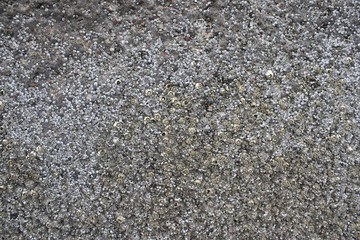 Mussels in Scotland at the Beach