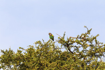Brown parrot on the tree. Masai Mara, Kenya