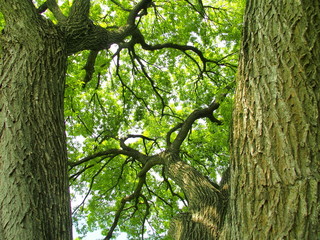 大木の幹と若葉