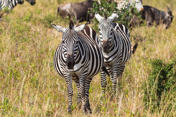 Portrait of a pair of zebras in savannah. Masai Mara, Kenya