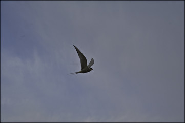Seagull bird