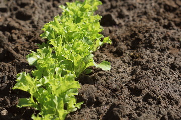 Fresh green curly Lettuce salad background. Top view