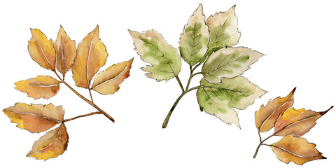 Maple leaves in a watercolor style isolated. Aquarelle leaf for background, texture, wrapper pattern, frame or border.